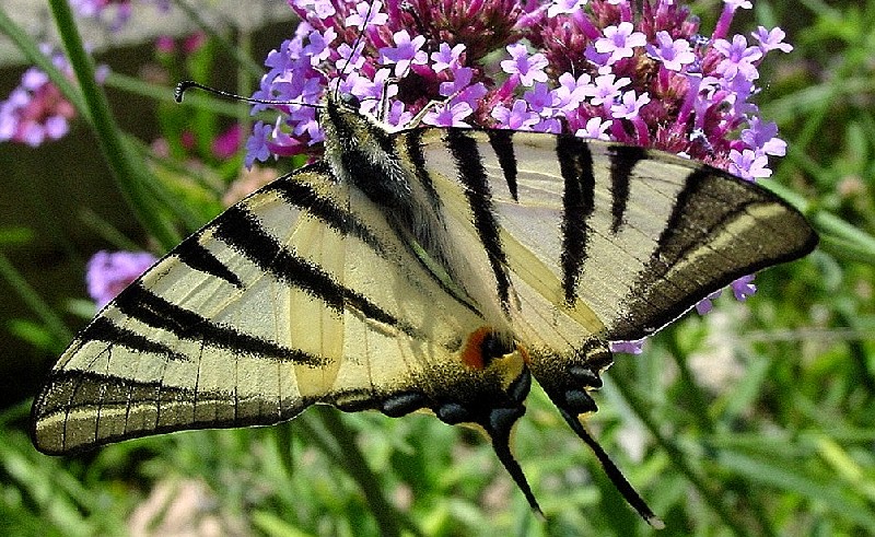 Iphiclides podalirius e Aporia crataegi